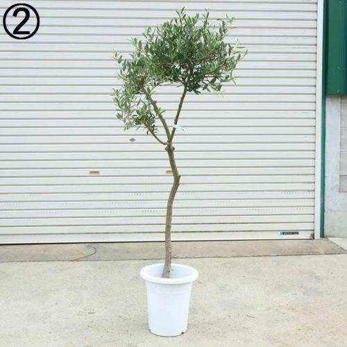 観葉植物 Souju 創樹 オリーブの木 ネバディロブランコ 9号 現品 大型佐川配送 F5000v 遊恵盆栽 Yahoo 店 通販 Yahoo ショッピング