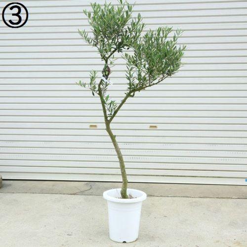 観葉植物 Souju 創樹 オリーブの木 ネバディロブランコ 9号 現品 大型佐川配送 F5000v 遊恵盆栽 Yahoo 店 通販 Yahoo ショッピング