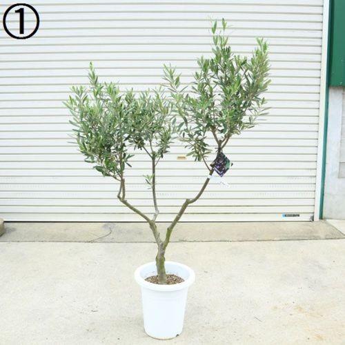 現品】観葉植物 オリーブの木 シプレッシーノ 創樹 9号鉢