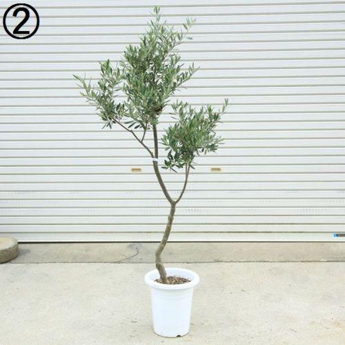 観葉植物 Souju 創樹 オリーブの木 シプレッシーノ 9号 現品 大型佐川配送 F5001v 遊恵盆栽 Yahoo 店 通販 Yahoo ショッピング