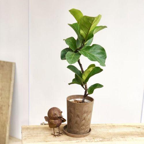 フィカス バンビーノ カシワバゴムノキ 鉢受皿付き 綺麗な幹曲がりです ナチュラルバスケット鉢カバー】カシワバゴムノキ(フィカス