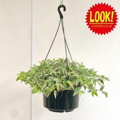 観葉植物：ニシキザサ*錦笹 オプリスメヌス : 遊恵盆栽 Yahoo!店