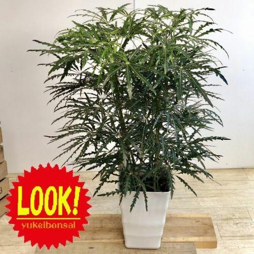 おしゃれ 観葉植物：アラレア*あられあ プラポット : 遊恵盆栽 Yahoo