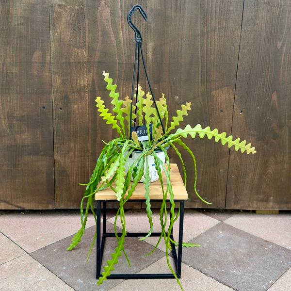 おしゃれ 観葉植物 エピフィルム アングリガー 5号 吊り鉢 クリプトセレウス アントニヤヌス F5023v 遊恵盆栽 Yahoo 店 通販 Yahoo ショッピング