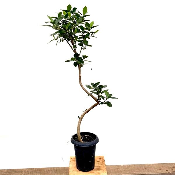 おしゃれ 観葉植物：フランスゴムの木*フィカスルビギノーサ