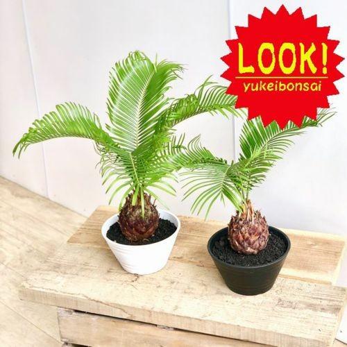 ソテツ 寄せ植え 群生 陶器鉢 観葉植物 蘇鉄 ソテツ 寄せ植え 群生 陶器鉢 観葉植物 蘇鉄