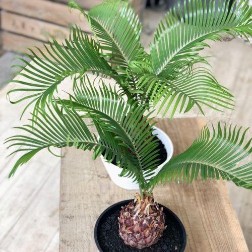 鉢色選べる 観葉植物：ソテツ 蘇鉄*6号 プラポット : 遊恵盆栽