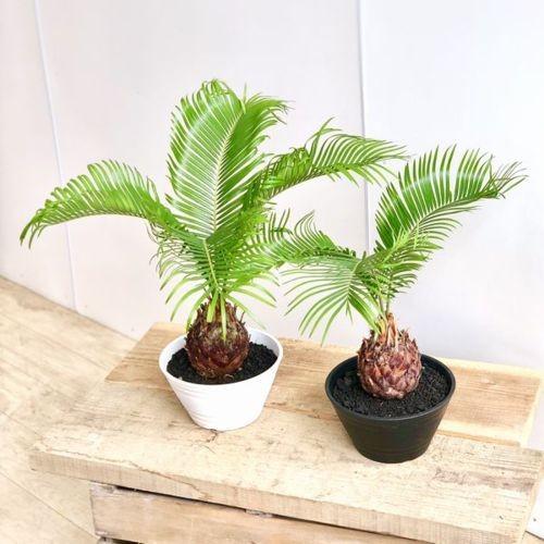 鉢色選べる 観葉植物：ソテツ 蘇鉄*6号 プラポット : 遊恵盆栽