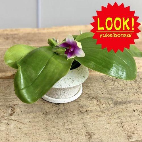 観葉植物 鉢花 原種 香りのする胡蝶蘭 ファレノプシス ビオラセア 鉢植え 受皿付 F5035v 遊恵盆栽 Yahoo 店 通販 Yahoo ショッピング