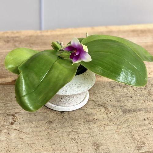 観葉植物 鉢花 原種 香りのする胡蝶蘭 ファレノプシス ビオラセア 鉢植え 受皿付 F5035v 遊恵盆栽 Yahoo 店 通販 Yahoo ショッピング