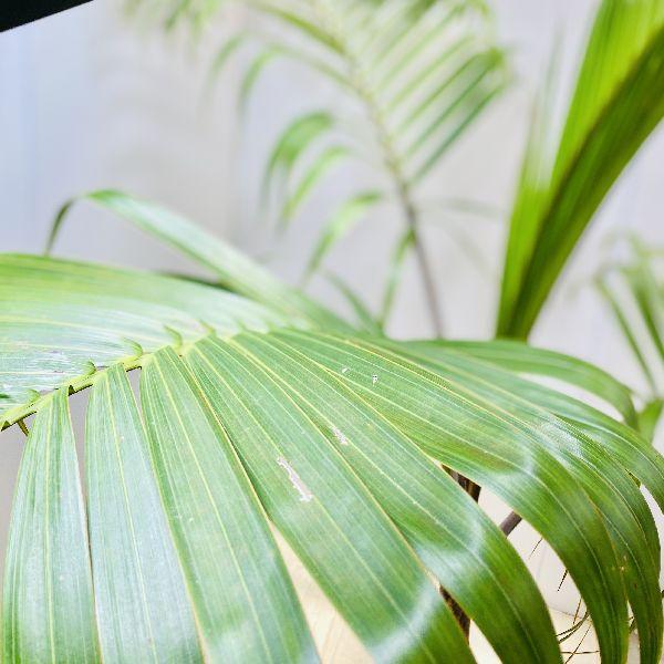 希少品種 観葉植物：トックリヤシ(徳利椰子)*大型佐川急便配送 : 遊恵