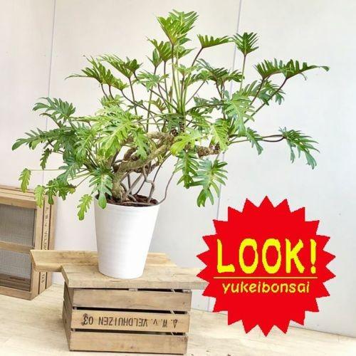 観葉植物 クッカバラ セラアート 大型ヤマト便配送 現品 Sale Blog Novasafra Com Br