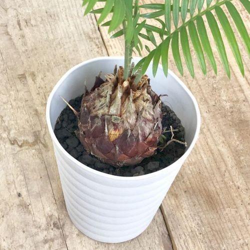 おしゃれ 観葉植物：ソテツ*蘇鉄 4号 プラポット : 遊恵盆栽
