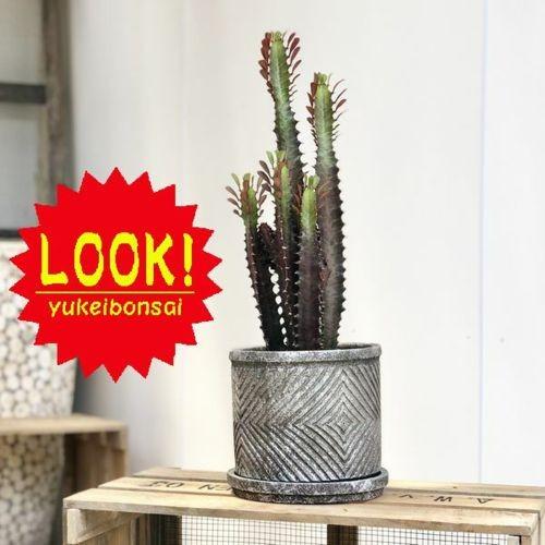 【特大】ユーフォルビア トリゴナ おしゃれ 陶器鉢 観葉植物 多肉植物 手渡し 特大】ユーフォルビア トリゴナ 多肉植物 観葉植物 おしゃれ鉢