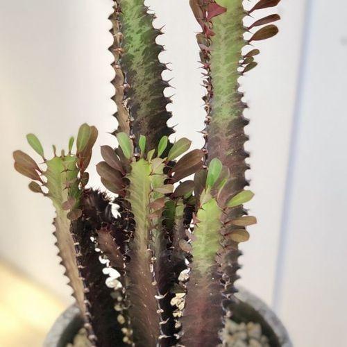 多肉植物 観葉植物：ユーフォルビア 紅彩雲閣*トリゴナロイヤルレッド