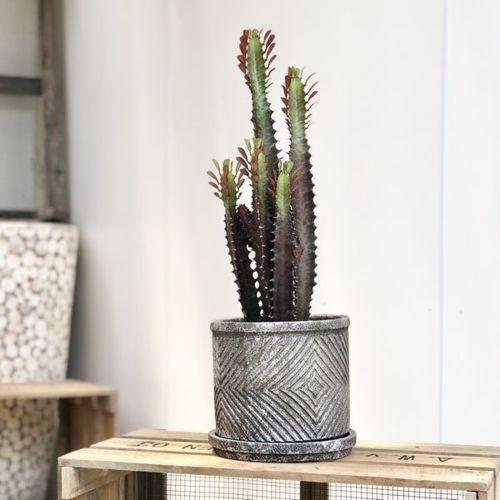 多肉植物 観葉植物：ユーフォルビア 紅彩雲閣*トリゴナロイヤルレッド