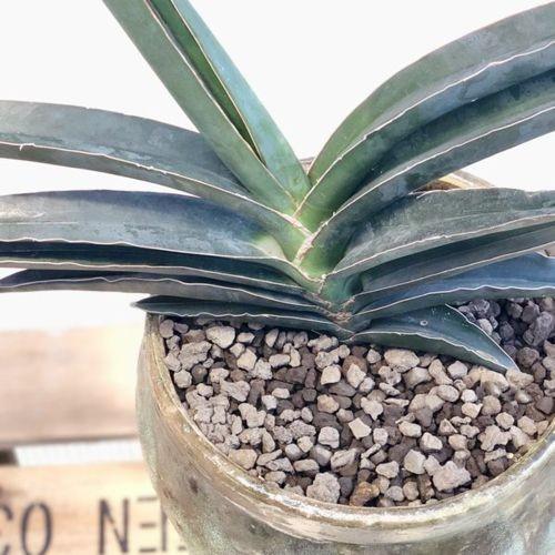 訳あり 観葉植物 サンセベリア ロブスターブルー パティーナジャー 受皿付 現品限り Sale F5047v 遊恵盆栽 Yahoo 店 通販 Yahoo ショッピング