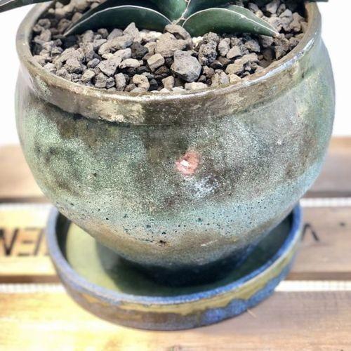 訳あり 観葉植物 サンセベリア ロブスターブルー パティーナジャー 受皿付 現品限り Sale F5047v 遊恵盆栽 Yahoo 店 通販 Yahoo ショッピング