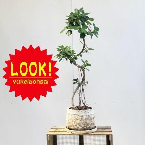 初回限定 おしゃれ 観葉植物 フィカス バンダガジュマル 鉢植え バークチップ 受皿付 Sale F5048v 遊恵盆栽 Yahoo 店 通販 Yahoo ショッピング 流行に Www Maxipiso Com Ar