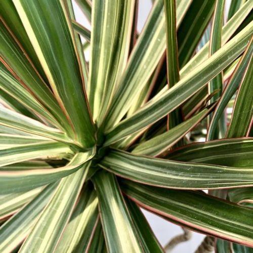 観葉植物：ドラセナ コンシンネ トリカラー龍*鉢植え 受皿 大型佐川便