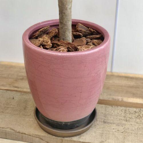 観葉植物：ドラセナ コンシンネ トリカラー龍*鉢植え 受皿 大型佐川便