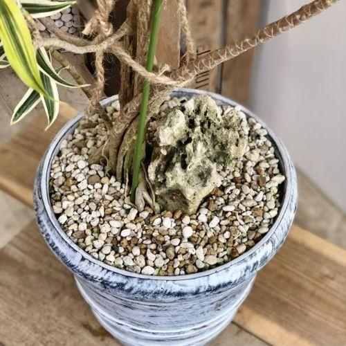 訳あり 観葉植物 石付きドラセナ ソング オブ インディア ファイバー鉢植え 現品限り 大型佐川急便 Sale F5058v 遊恵盆栽 Yahoo 店 通販 Yahoo ショッピング