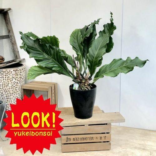訳あり 観葉植物：アンスリウム フーケリー*プラポット 現品限り 大型