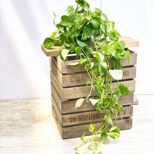 葉色選べます 観葉植物：ポトス ロング*5号 吊り鉢 : 遊恵盆栽 Yahoo