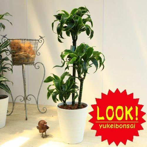 観葉植物：ドラセナ ドラド* : 遊恵盆栽 Yahoo!店 - 通販 - Yahoo
