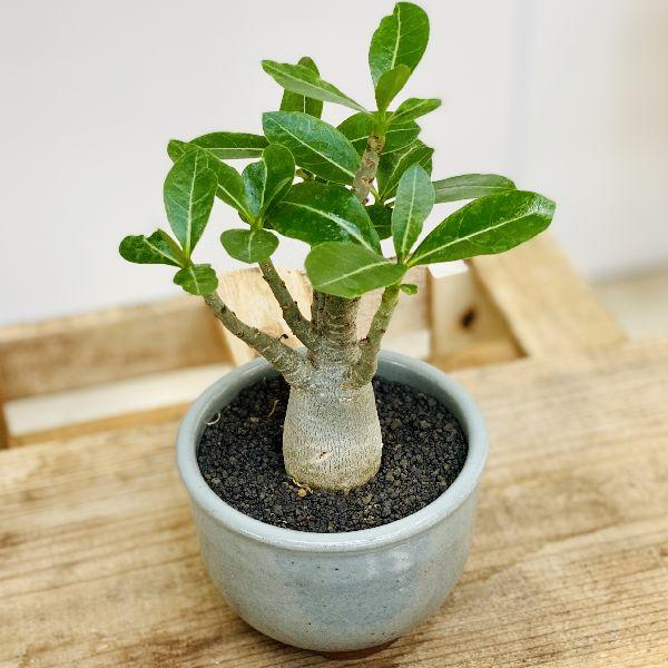 観葉植物 コーデックス アデニウム アラビカム 伝市小鉢 F5072v 遊恵盆栽 Yahoo 店 通販 Yahoo ショッピング