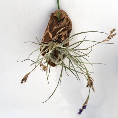 観葉植物 チランジア：バンデンシス*バークチップ付け エアープランツ
