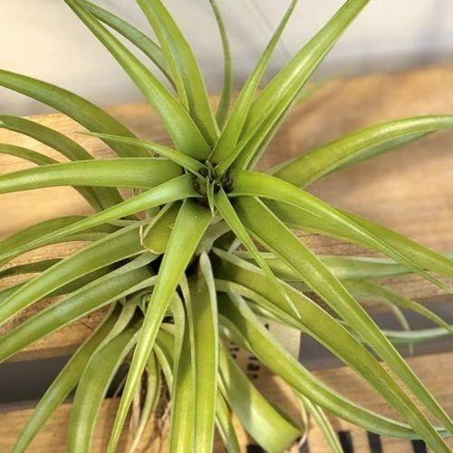 観葉植物 チランジア ブラキカウロス エアープランツ 開花済 F5086v 遊恵盆栽 Yahoo 店 通販 Yahoo ショッピング