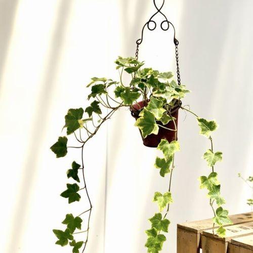 観葉植物 アイビー ハンギングブリキバケツ 鉢色選べます ヘデラ アンティーク ジャンク F5090v 遊恵盆栽 Yahoo 店 通販 Yahoo ショッピング