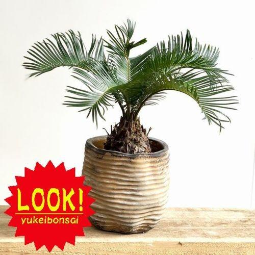 おしゃれ 観葉植物 ソテツ 鉢カバー付き 蘇鉄 F5099v 遊恵盆栽 Yahoo 店 通販 Yahoo ショッピング