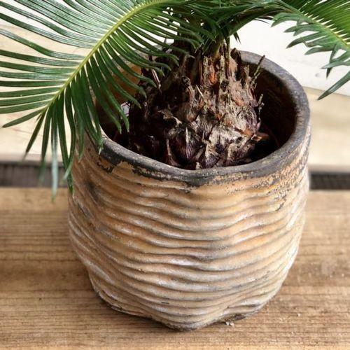 おしゃれ 観葉植物：ソテツ 鉢カバー付き*蘇鉄 : 遊恵盆栽 Yahoo