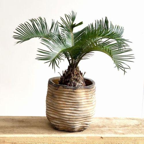 ソテツ 蘇轍　鉢付き 楽天市場】【現品発送】ソテツ（蘇鉄) 大株 幹太 12号フレグラー