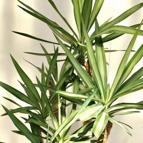 おしゃれ 観葉植物：斑入りユッカ エルミラ*リッドワイドW バーク