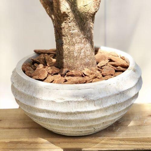 おしゃれ 観葉植物：斑入りユッカ エルミラ*リッドワイドW バーク