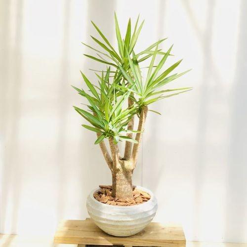 おしゃれ 観葉植物：斑入りユッカ エルミラ*リッドワイドW バーク
