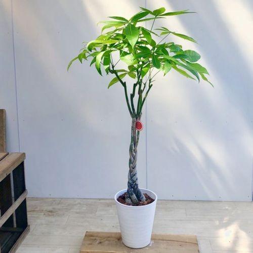 おしゃれ 観葉植物 三つ編みパキラ セラアート バークチップ 現品 大型ヤマト便 Www Workplace No