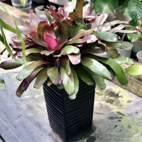 訳あり 観葉植物 ブロメリア ネオレゲリア Neo Purple Star 現品 大型ヤマト便 Sale F5121v 遊恵盆栽 Yahoo 店 通販 Yahoo ショッピング