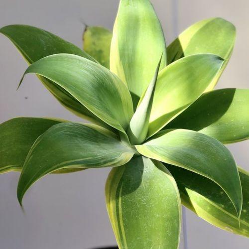 訳あり 観葉植物：アガベ アテナータ鉢植え*受皿付 現品 SALE : 遊恵