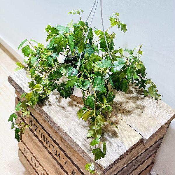 観葉植物：シッサス・エレンダニカ*5号 吊り鉢 : 遊恵盆栽 Yahoo!店