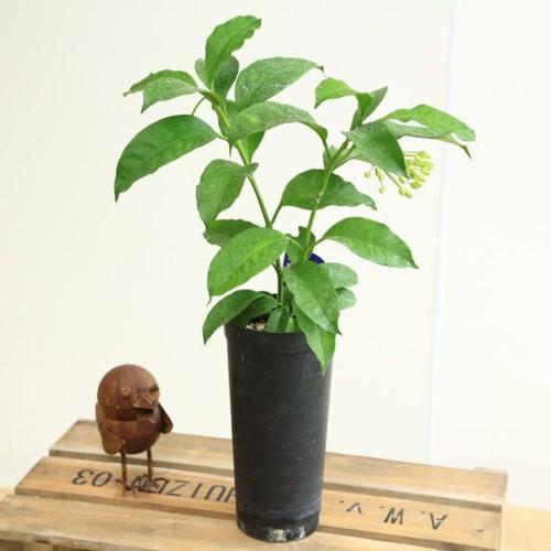 観葉植物 ホヤ 天の川 彦星 ムルチフロラ プラポット F5143v 遊恵盆栽 Yahoo 店 通販 Yahoo ショッピング