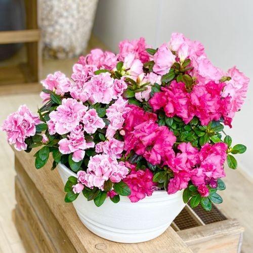 観葉植物 鉢花 アザレア寄せ植え セラアート鉢 F5147v 遊恵盆栽 Yahoo 店 通販 Yahoo ショッピング