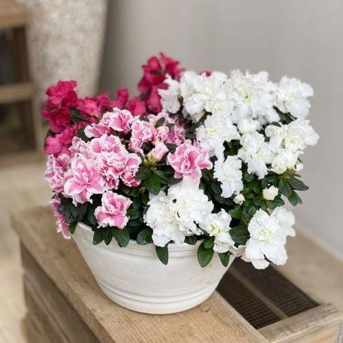 観葉植物 鉢花 アザレア寄せ植え セラアート鉢 F5147v 遊恵盆栽 Yahoo 店 通販 Yahoo ショッピング