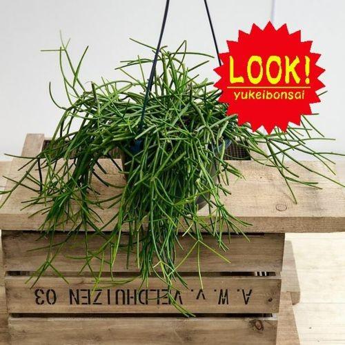 リプサリス カスッサ 苗 多肉植物 花卉園芸 山野草 グリーン 一点物