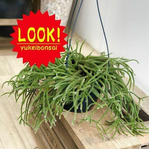 多肉植物 観葉植物 リプサリス ホリダ 7号 F5150v 遊恵盆栽 Yahoo 店 通販 Yahoo ショッピング