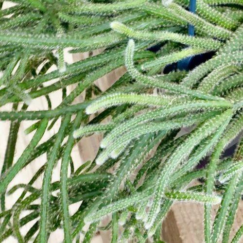 多肉植物 観葉植物 リプサリス ホリダ 7号 F5150v 遊恵盆栽 Yahoo 店 通販 Yahoo ショッピング