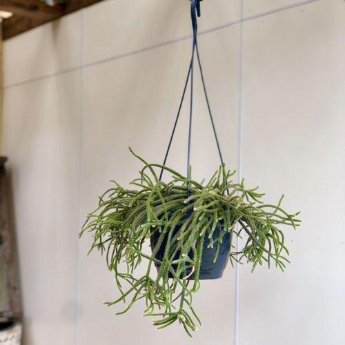 多肉植物 観葉植物 リプサリス ホリダ 7号 F5150v 遊恵盆栽 Yahoo 店 通販 Yahoo ショッピング